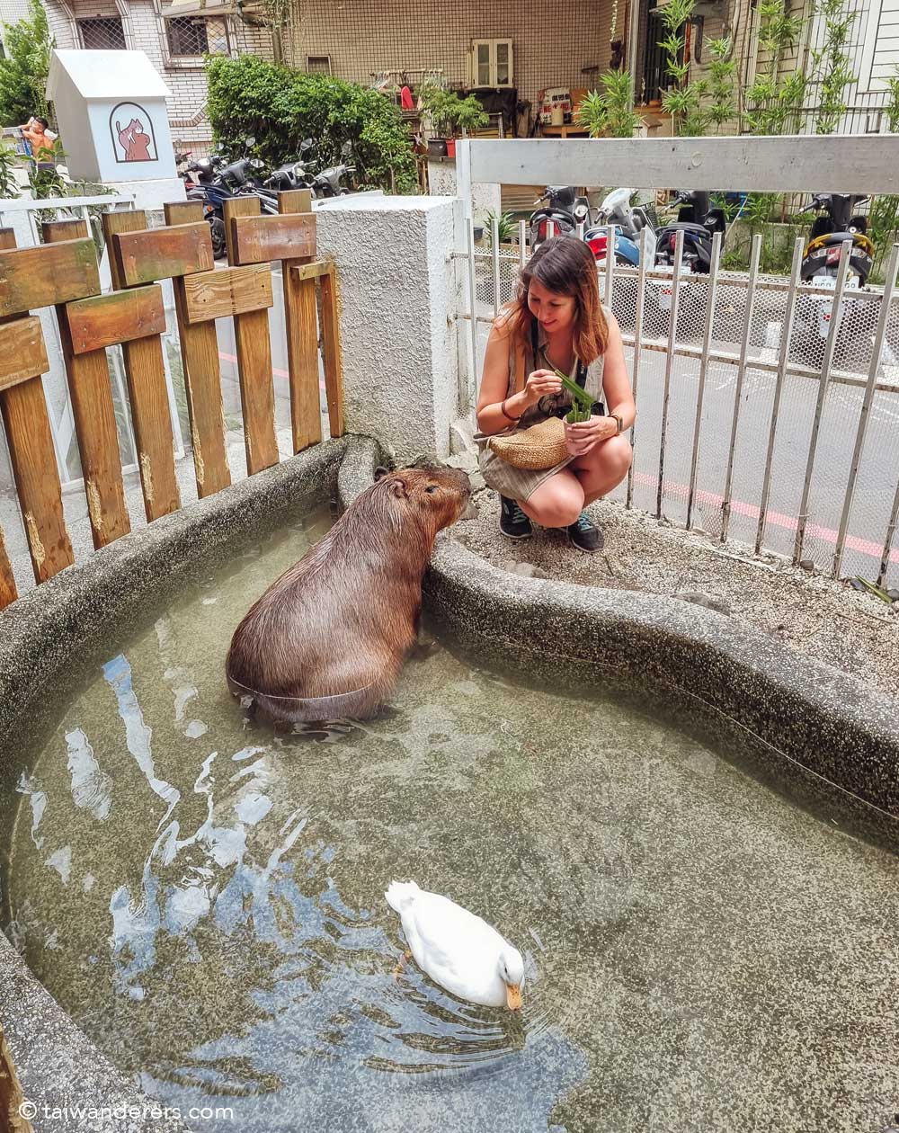 Capybara Knight 水豚騎士 in Taipei - Taiwan’s Capybara Cafe - Taiwanderers