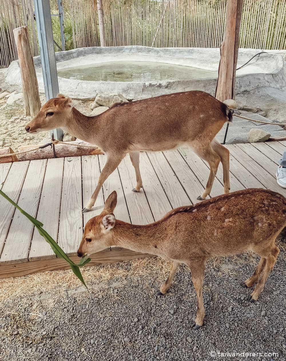 Taiwan’s Capybara Paradise in Hengchun, Pingtung 墾丁鹿ㄦ島水豚生態園區 - Taiwanderers