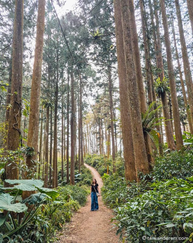 Fenqihu Firefly trail