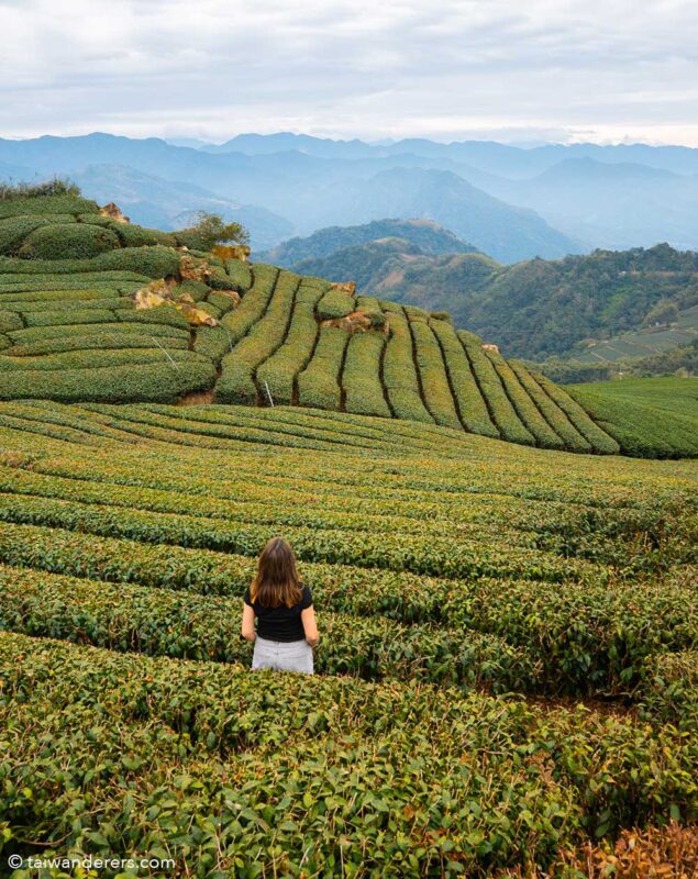 Tea fields in Chiayi County