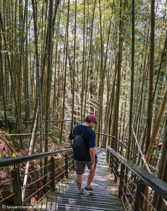 Fenqi trail bamboo Fenqihu