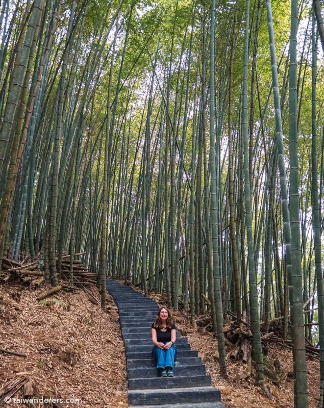 Fenqihu Logging Track bamboo 