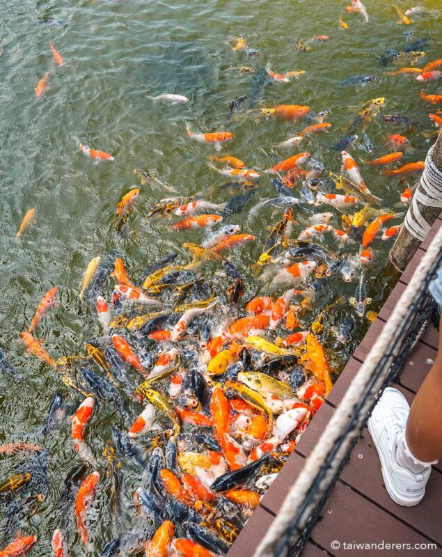 fish in lake at Otherworld Fantasy Castle Chiayi 歐樂沃築夢城堡 - Taiwan’s Disney Castle